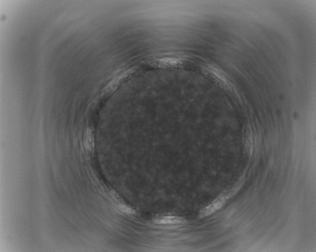 X0000063500467200601231441