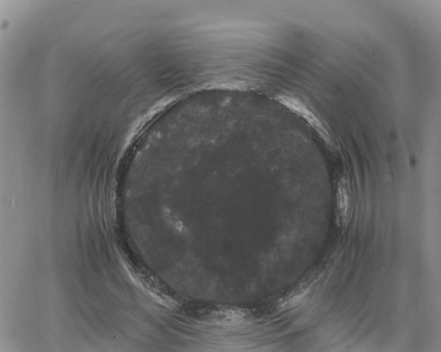 X0000063500492200601231441