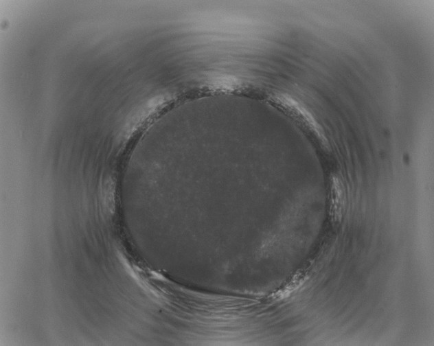 X0000063500496200601231441