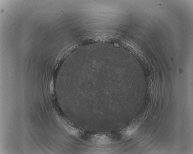 X0000063500502200601231441