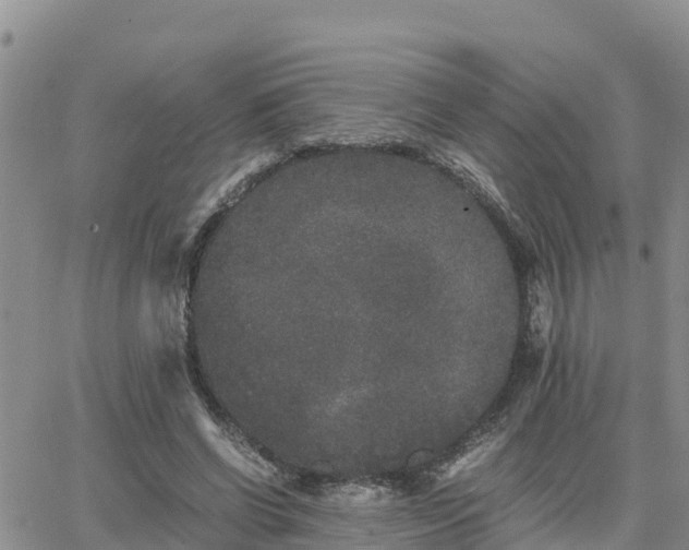 X0000063500542200601231440