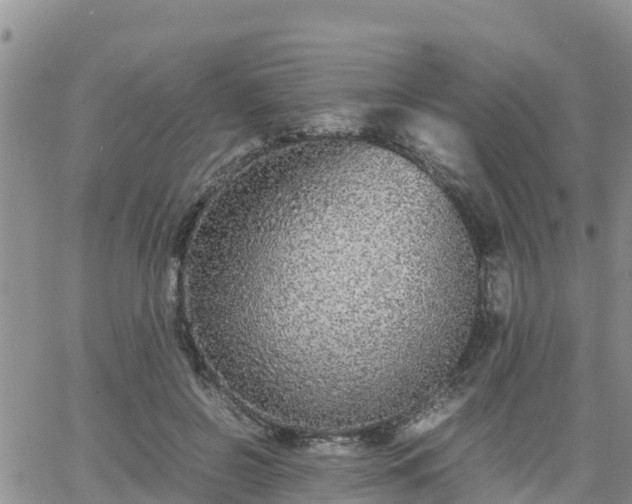 X0000063500550200601231440