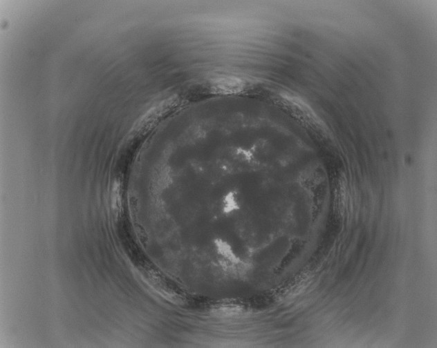 X0000063500598200601231439