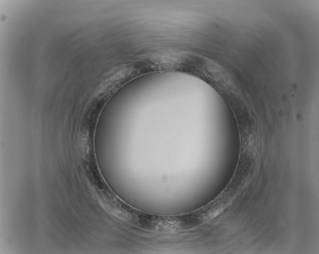 X0000063500599200601231439