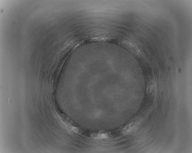 X0000063500647200601231438