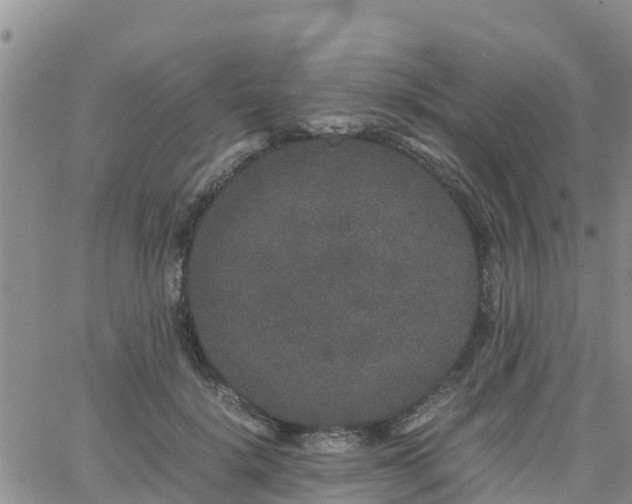 X0000063500652200601231438