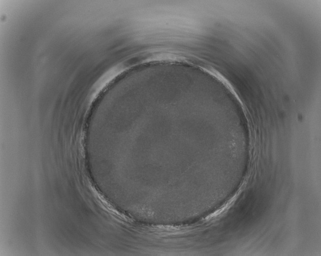 X0000063500783200601231436