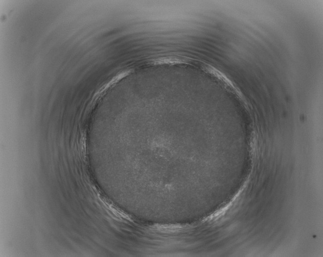 X0000063500825200601231435