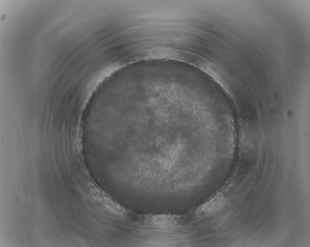 X0000063500832200601231435