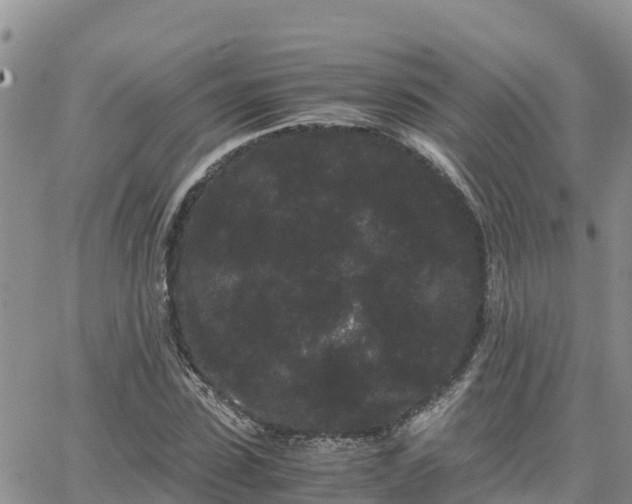 X0000063500923200601231433