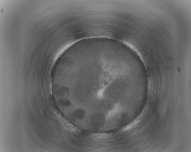 X0000063500925200601231433