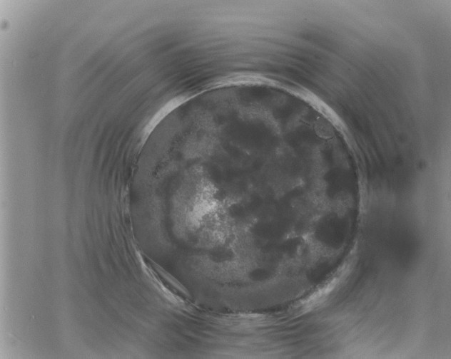 X0000063500953200601231434