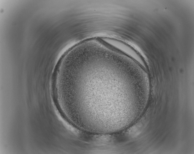 X0000063500991200601231432