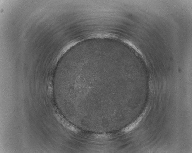 X0000063501025200601231432