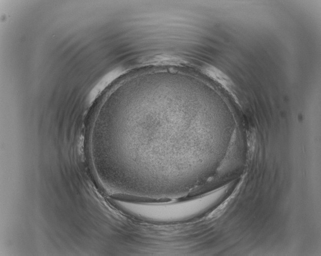 X0000063501066200601231431