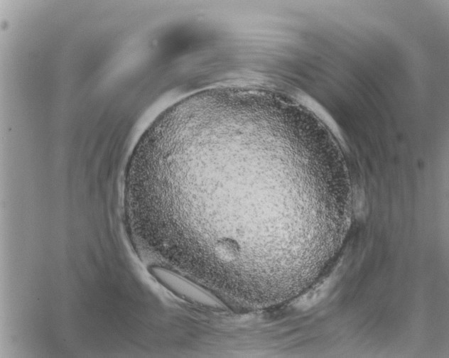 X0000063501099200601231431