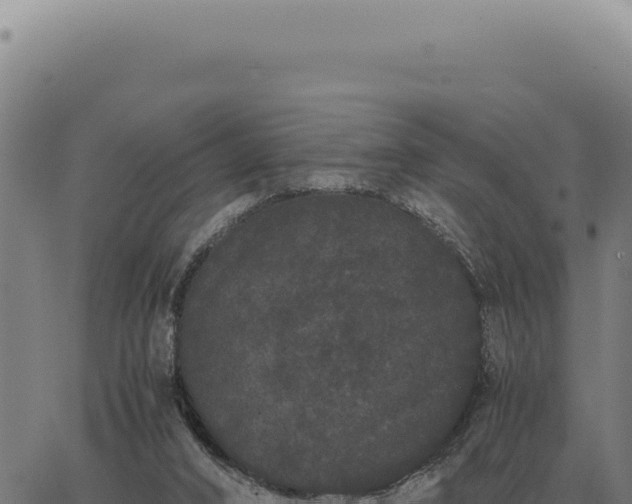 X0000063500016200601271756