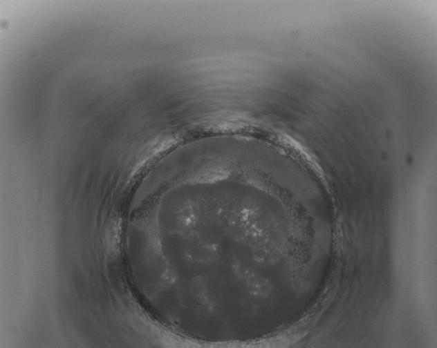 X0000063500018200601271756