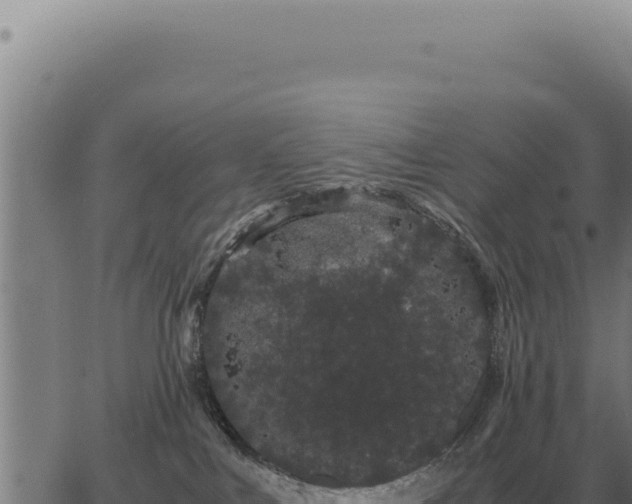 X0000063500043200601271756