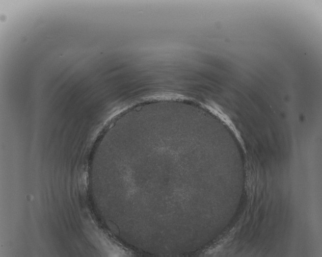 X0000063500063200601271755