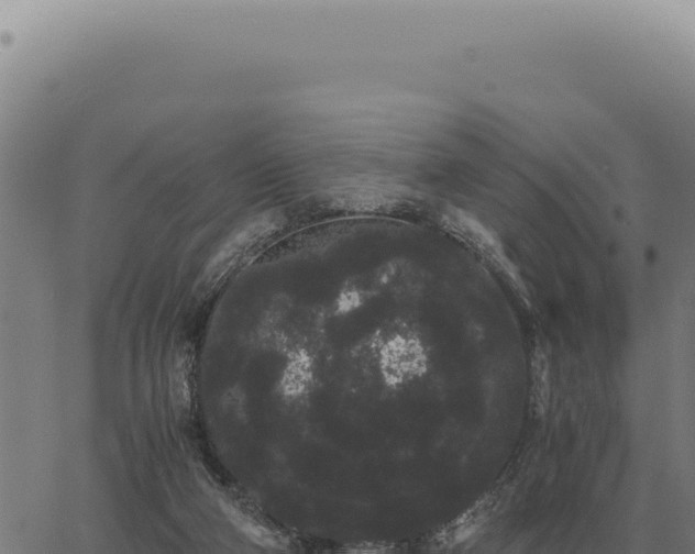 X0000063500114200601271755