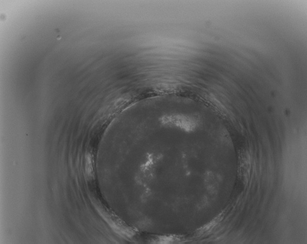 X0000063500130200601271754