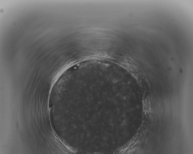 X0000063500196200601271753