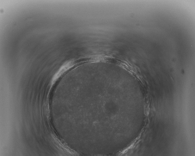 X0000063500198200601271753