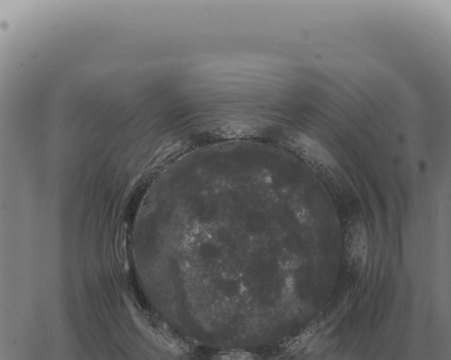 X0000063500214200601271753