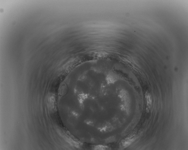 X0000063500222200601271753