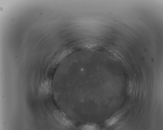 X0000063500236200601271753