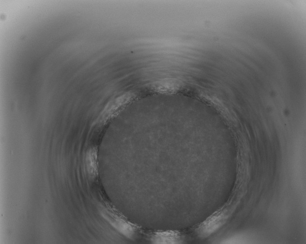 X0000063500240200601271753