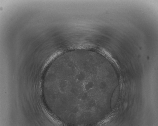 X0000063500250200601271752