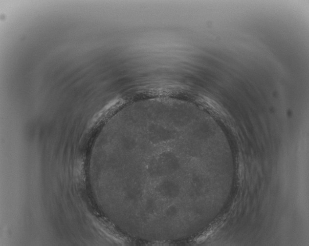 X0000063500258200601271752