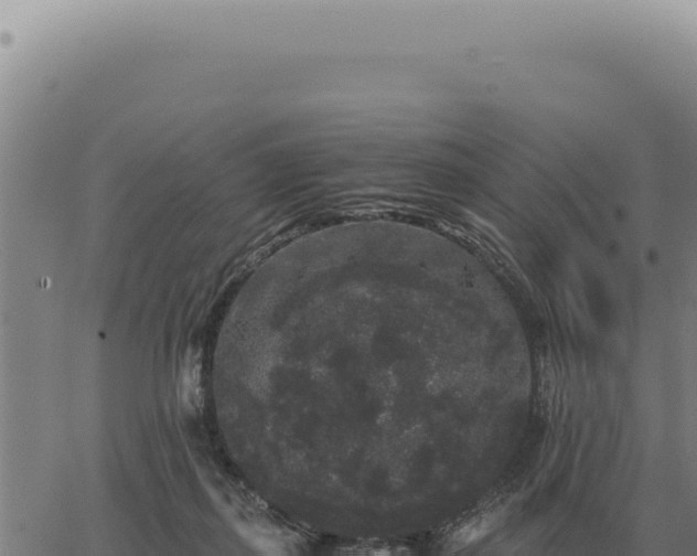 X0000063500267200601271752