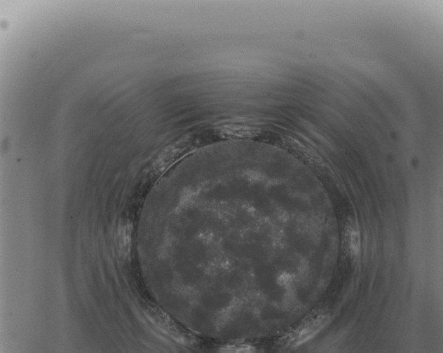 X0000063500271200601271752