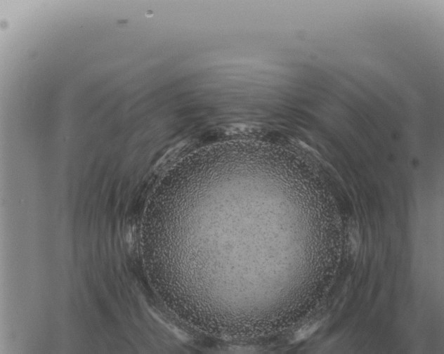 X0000063500276200601271752