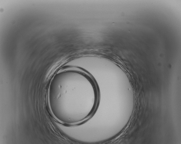 X0000063500293200601271752