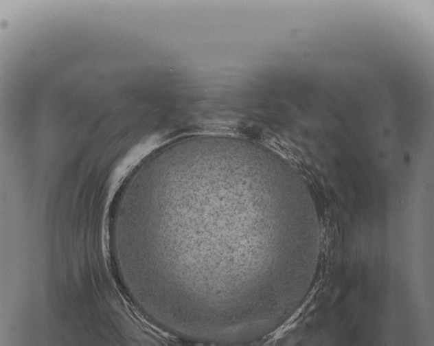 X0000063500294200601271752