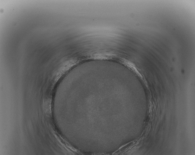 X0000063500299200601271752