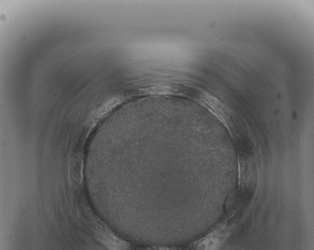 X0000063500301200601271752