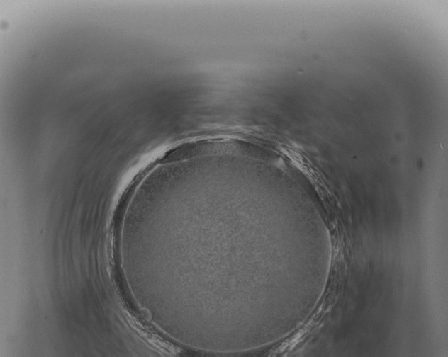 X0000063500342200601271750