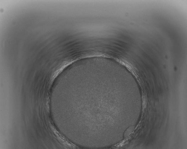 X0000063500345200601271750