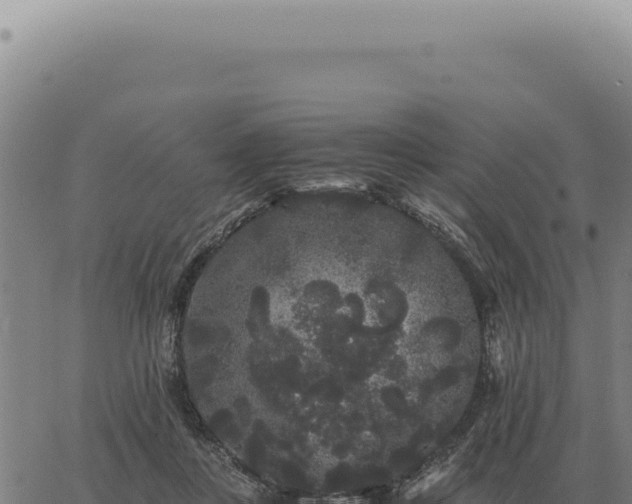 X0000063500359200601271751