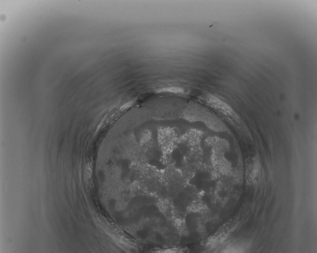 X0000063500365200601271751