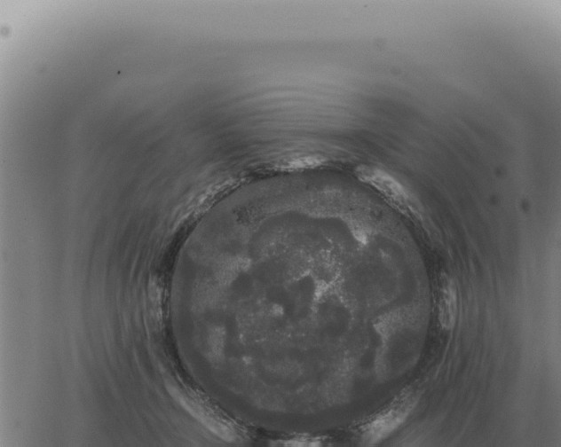 X0000063500366200601271751