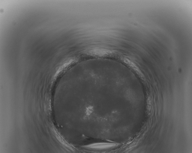 X0000063500399200601271750