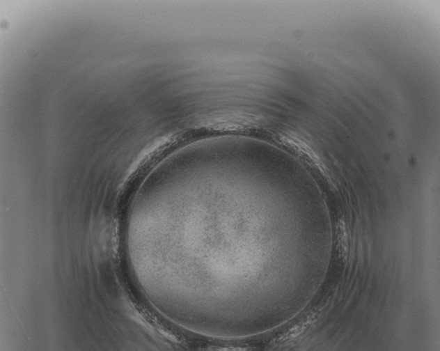 X0000063500400200601271750