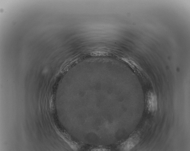 X0000063500408200601271750