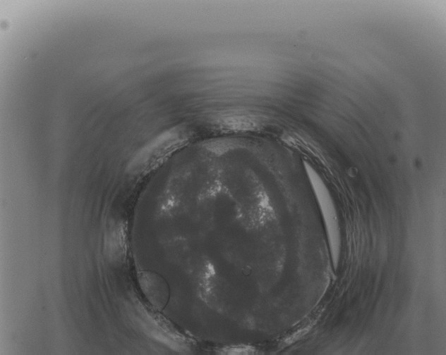 X0000063500410200601271750